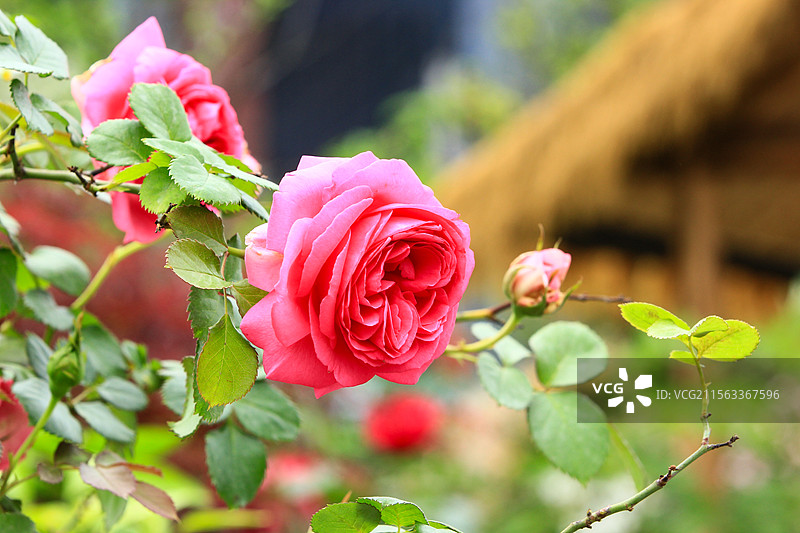 春天的玫瑰花盛开图片素材