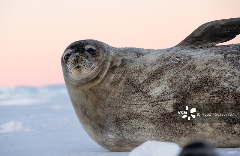 夕阳下躺在海冰上的成年海豹图片素材