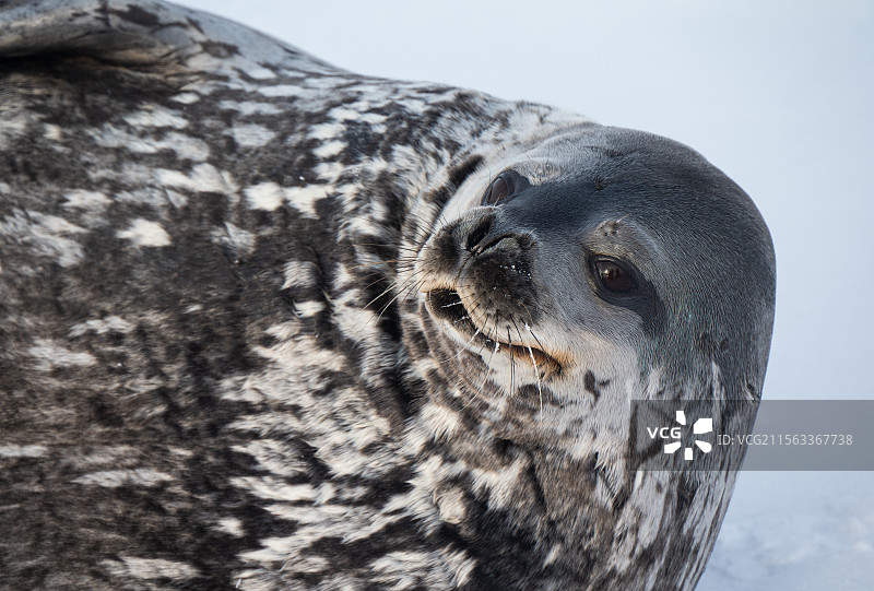 怀孕的海豹头部特写图片素材