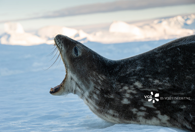 气吞山河-海冰上张开大嘴的海豹图片素材