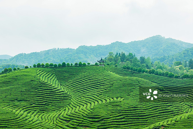 江西婺源考水村茶园图片素材