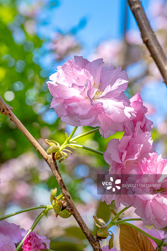山樱花 粉红色花瓣特写 人间四月天春光明媚 上海浦东世纪公园植物图鉴图片素材
