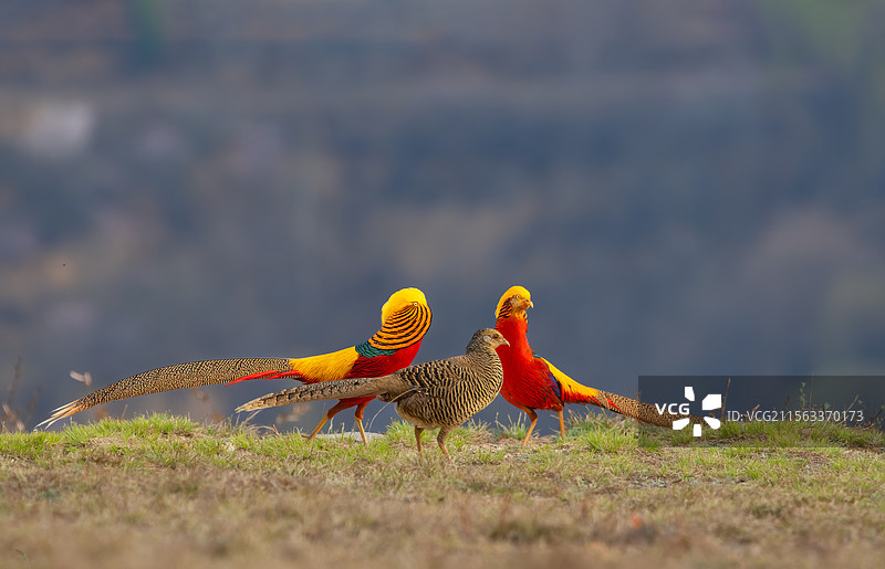 双凤求凰图片素材