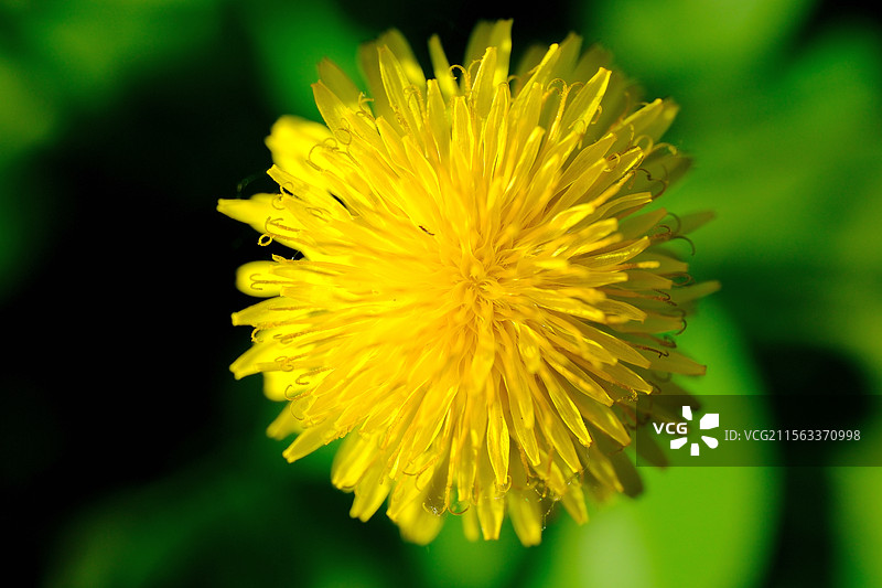 春天。绿色背景下。蒲公英的花。蒲公英花。自然风光背景图图片素材