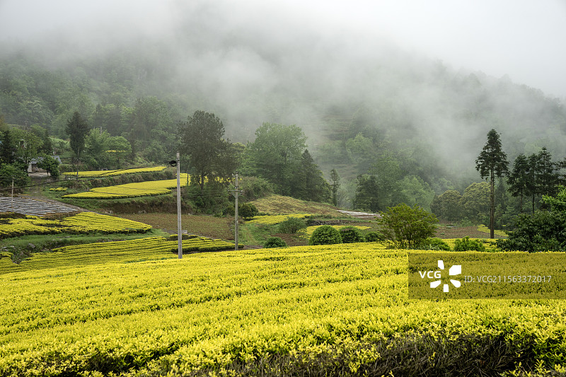 中国白茶之乡湖北咸丰清坪镇茶园春色和嫩叶特写图片素材