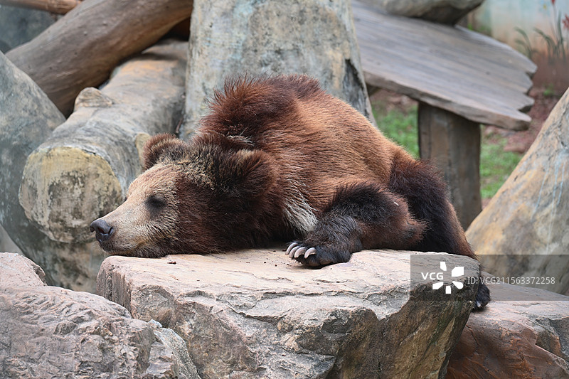 广州动物园里正在睡觉棕熊图片素材