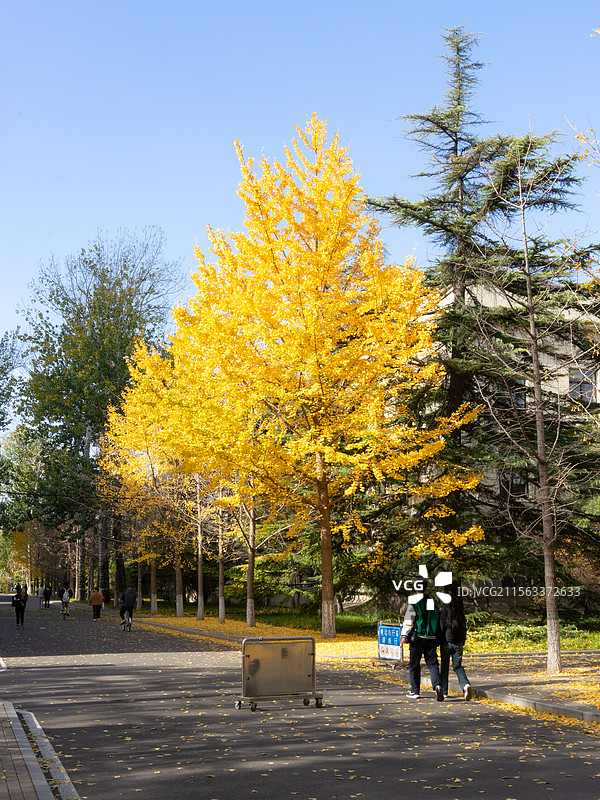 北科秋日银杏图片素材