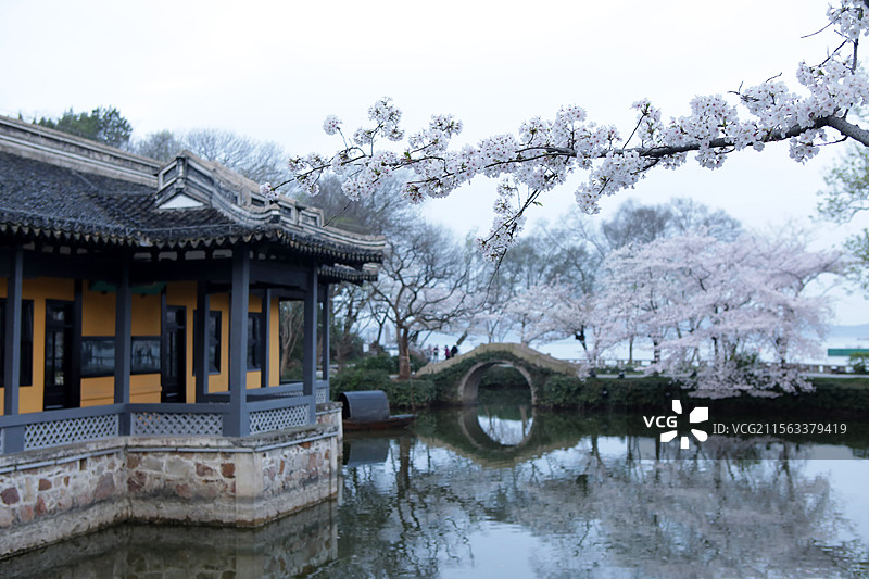 无锡鼋头渚黎明时分的樱花图片素材