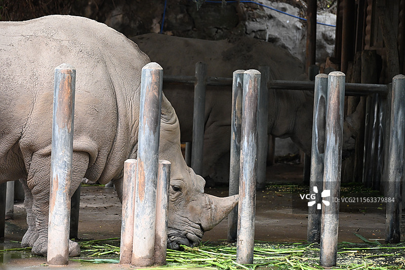 广州动物园的犀牛图片素材