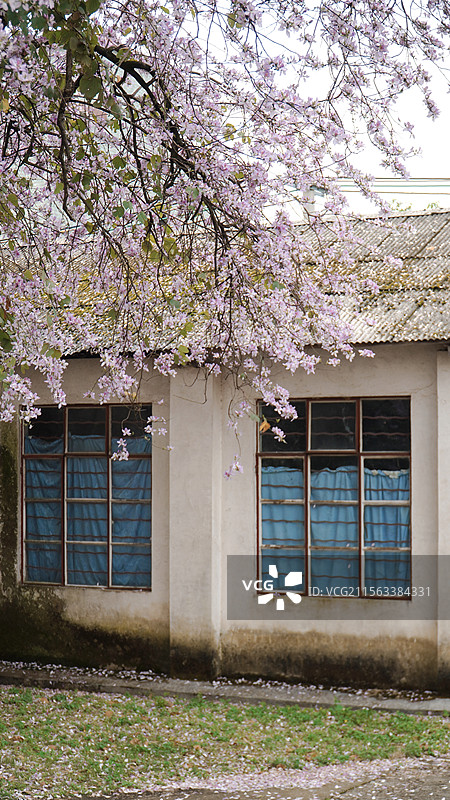 紫荆花和老房子  县城文学 屋顶图片素材