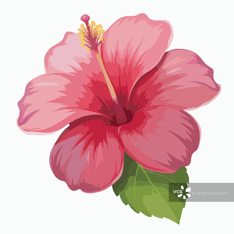 粉色木槿花艺术图片素材