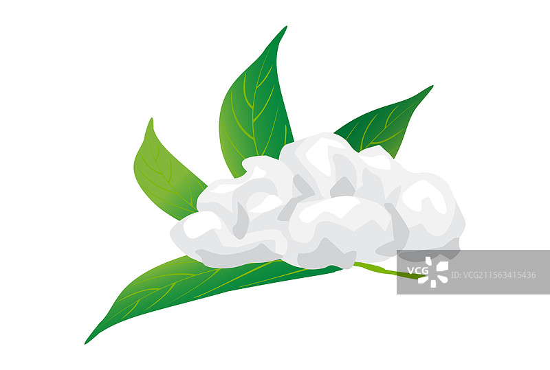 冰片、樟脑、薄荷醇和樟脑叶图片素材