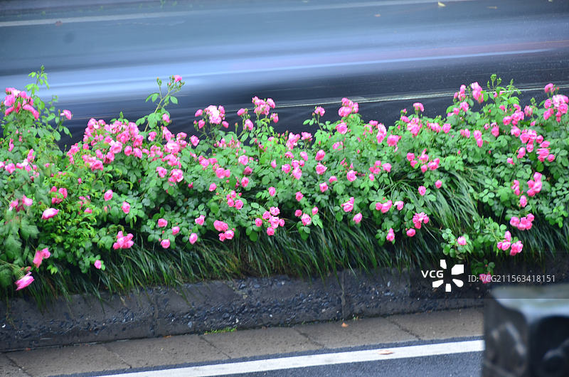 路边的月季花图片素材