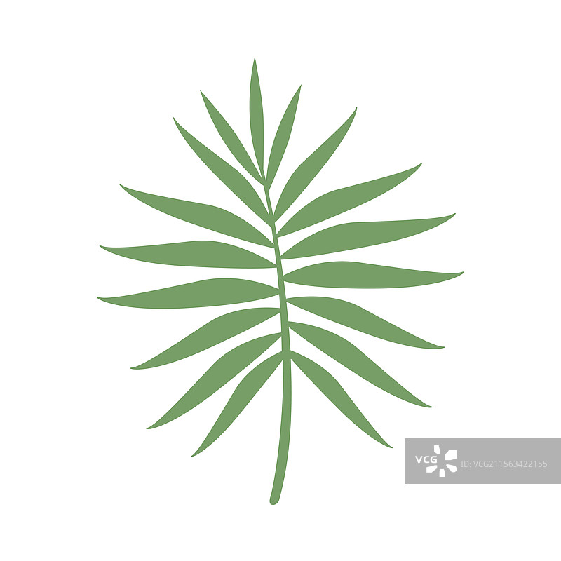椰子叶 椰子树叶 图形 简约图片素材