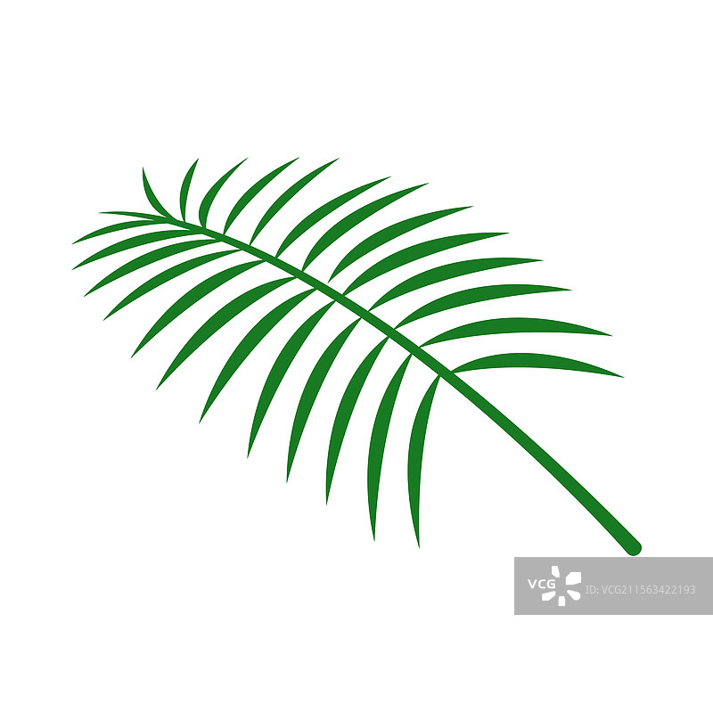 椰子叶 椰子树叶 图形 简约图片素材