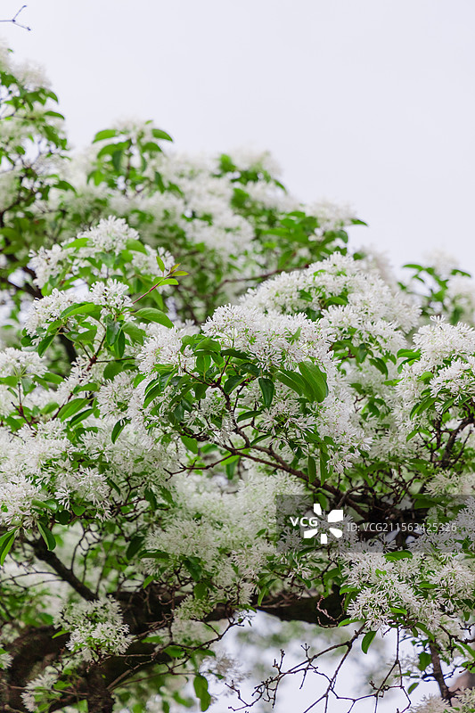 衣锦坊前雪倾城，千年流苏守巷深图片素材