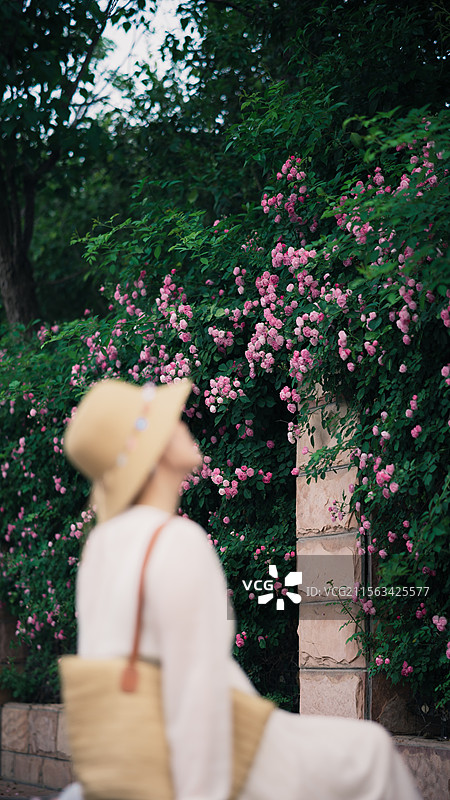 蔷薇花与背影图片素材