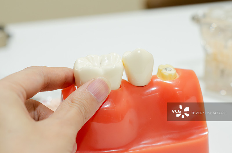 手触摸红色模型上的牙齿模型图片素材