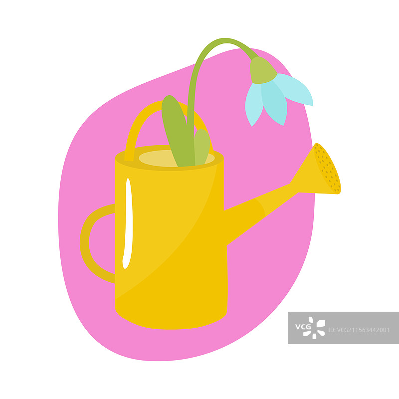 蓝色春花在花瓶中浇水图片素材