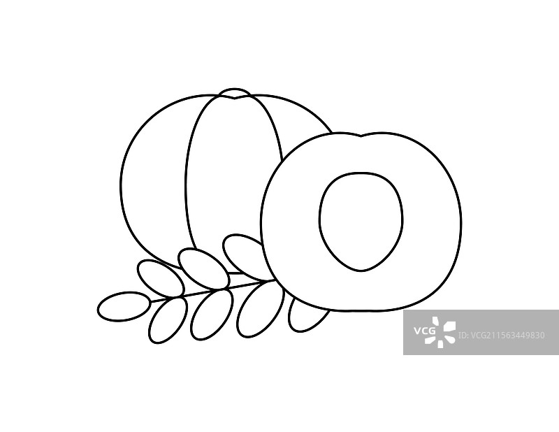 醋栗轮廓图用于涂色书模板图片素材