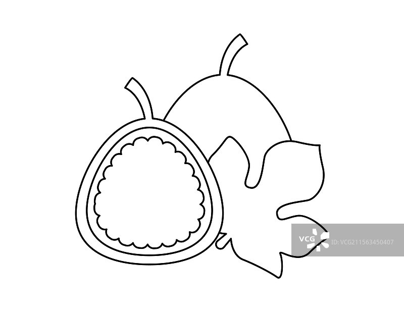 无花果轮廓图用于涂色书模板图片素材