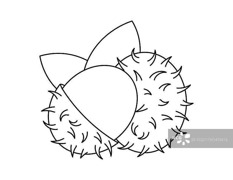 红毛丹轮廓图用于涂色书模板图片素材