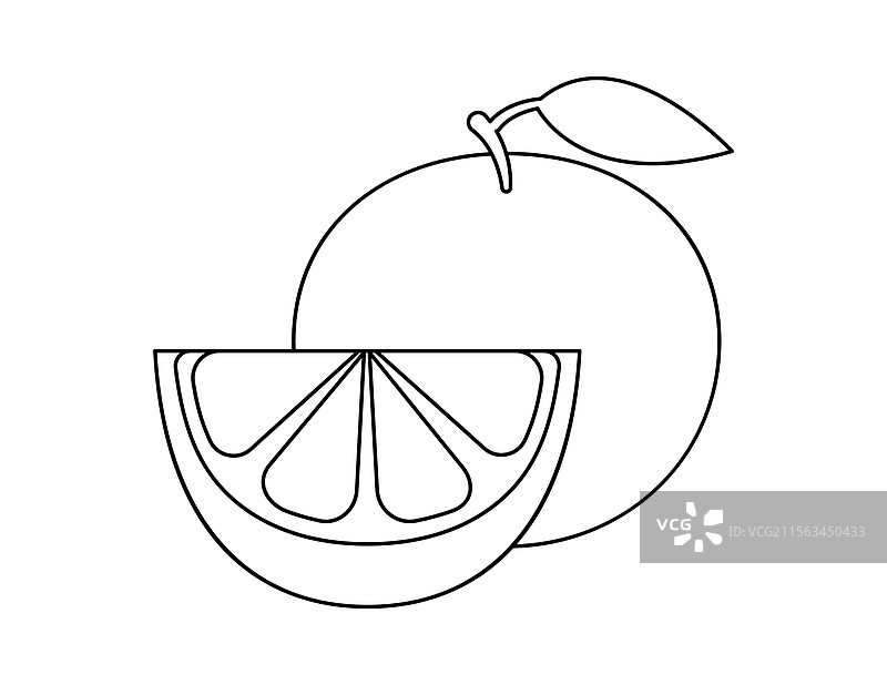 葡萄柚轮廓涂色书模板图片素材