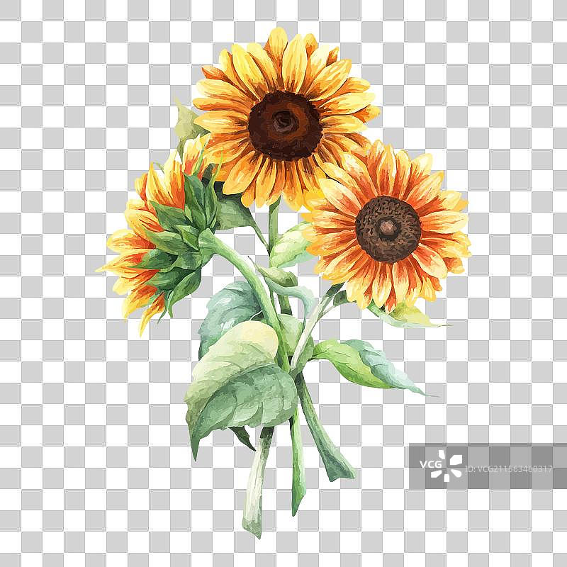 一束鲜艳的黄色向日葵植物图片素材