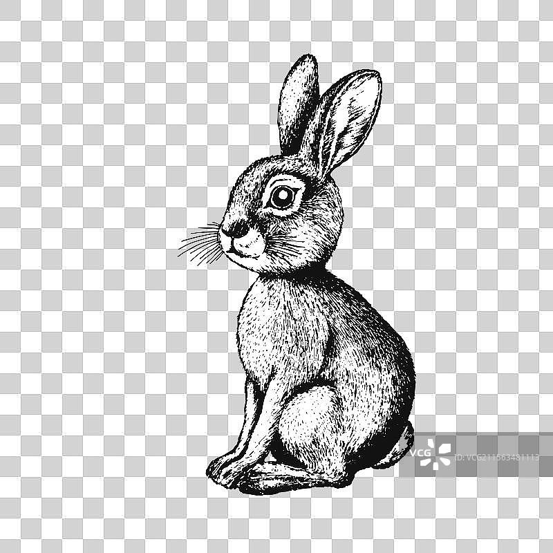 可爱的兔子复活节兔子元素图片素材