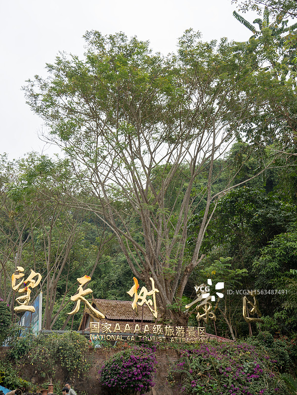 云南西双版纳勐腊县望天树景区图片素材