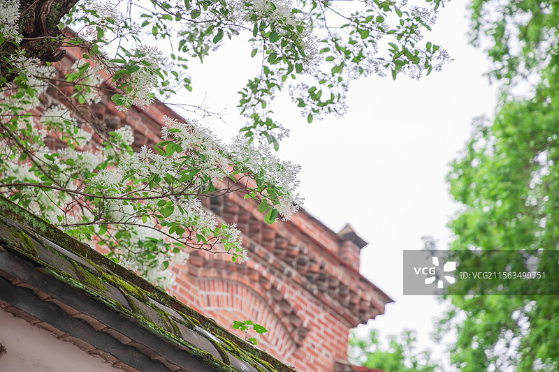 衣锦坊前雪倾城，千年流苏守巷深图片素材