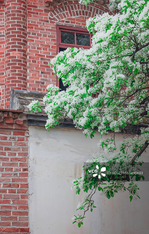 衣锦坊前雪倾城，千年流苏守巷深图片素材