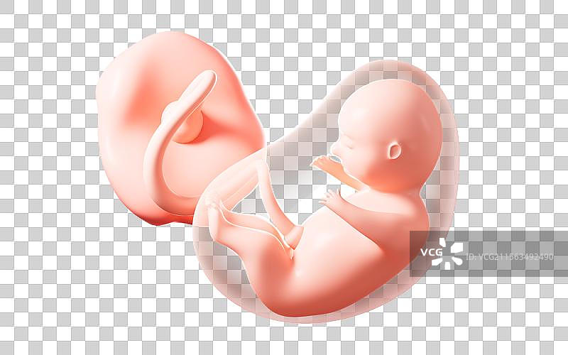 人类胚胎模型3D渲染图片素材