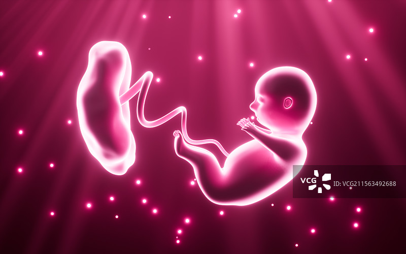 人类胚胎模型3D渲染图片素材