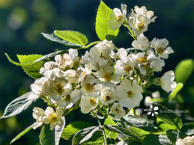 平顶山白龟湖的花图片素材