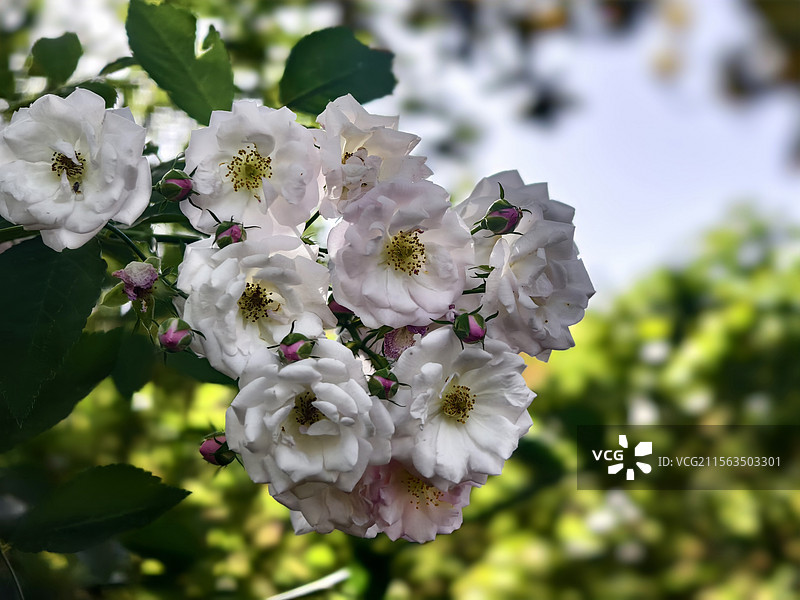 平顶山白龟湖的花图片素材