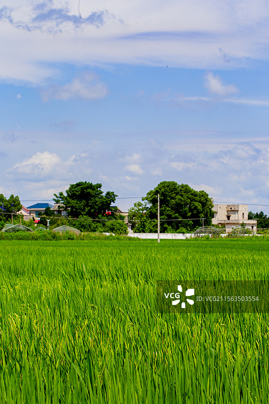 乡间稻田图片素材