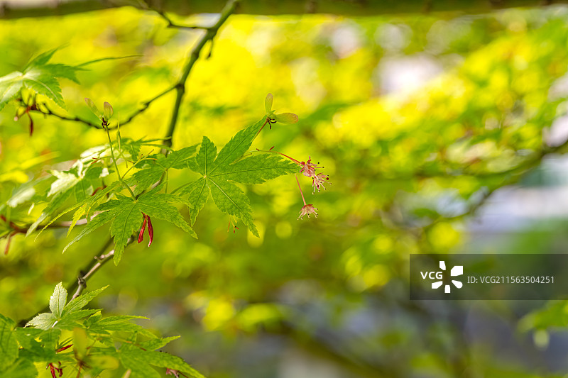 鸡爪槭 玫红色花朵 春季四月开花 细长的花蕊五个花瓣 上海浦东世纪公园植物图鉴图片素材