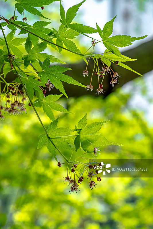 鸡爪槭 玫红色花朵 春季四月开花 细长的花蕊五个花瓣 上海浦东世纪公园植物图鉴图片素材