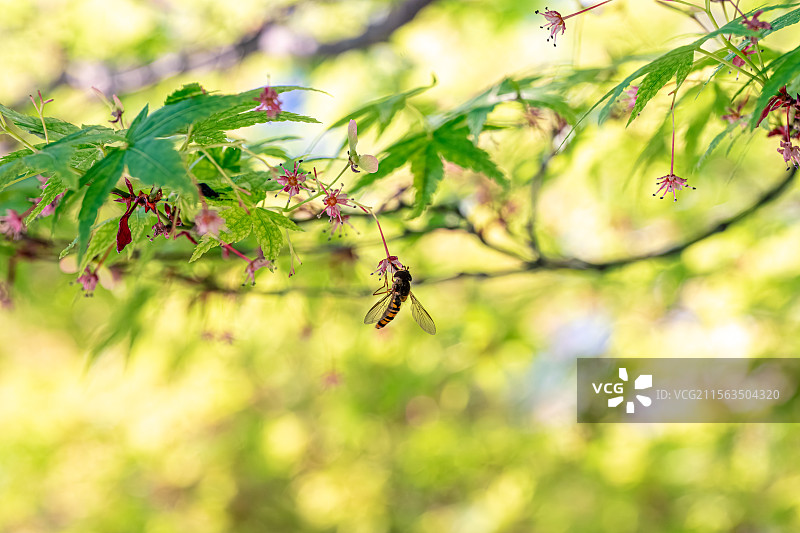 鸡爪槭 蜜蜂在花朵上采蜜 春季四月开花 细长的花蕊五个花瓣 上海浦东世纪公园植物图鉴图片素材