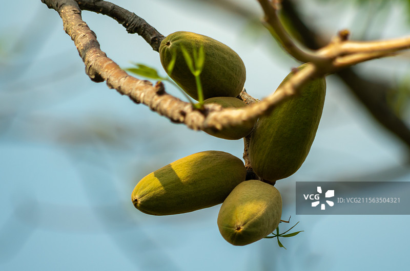 初夏珠三角结果的木棉树图片素材