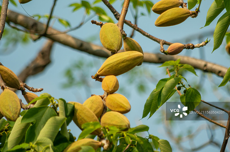 初夏珠三角结果的木棉树图片素材