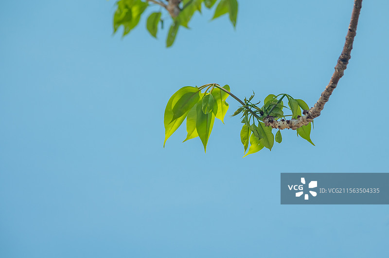 初夏珠三角结果的木棉树图片素材