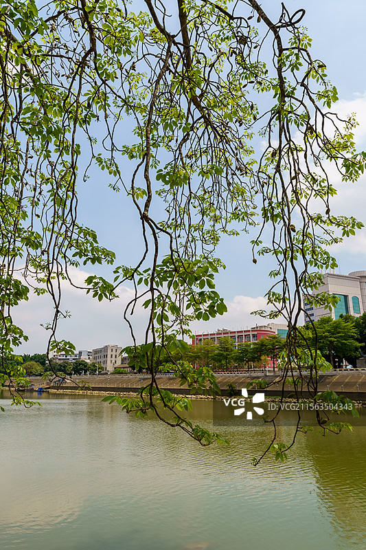 初夏珠三角结果的木棉树图片素材