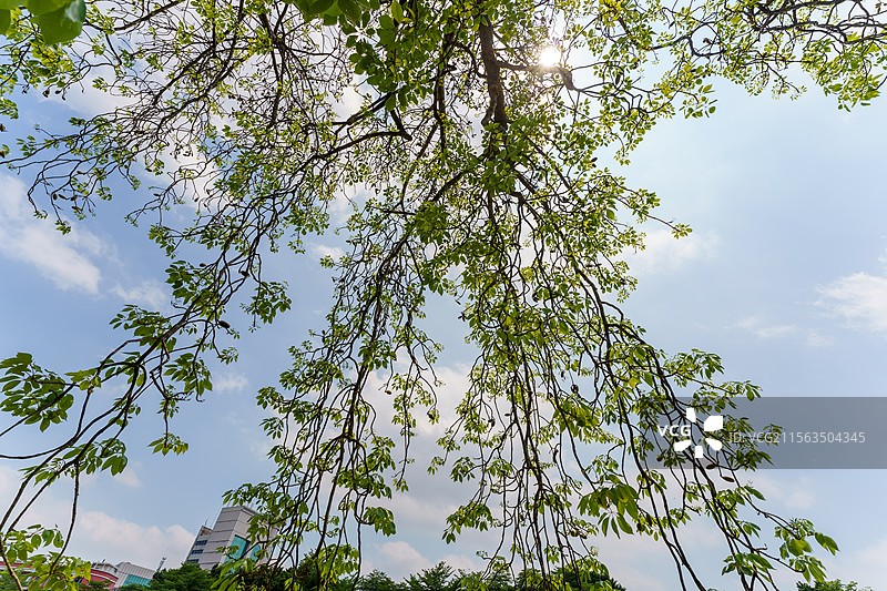 初夏珠三角结果的木棉树图片素材