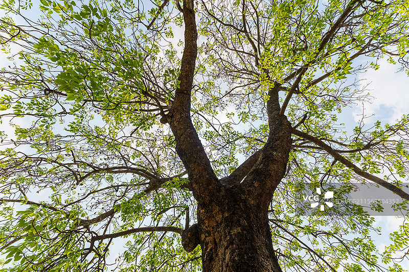 初夏珠三角结果的木棉树图片素材