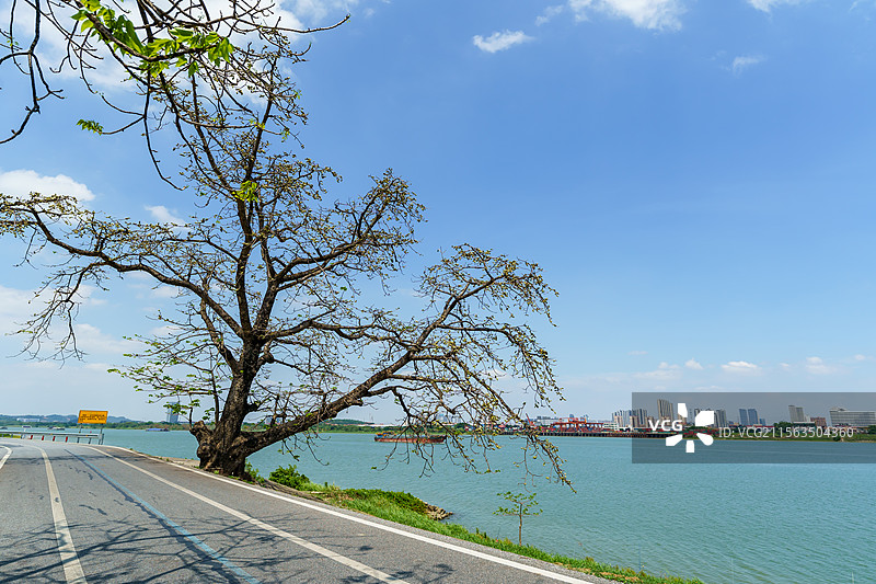 初夏珠三角结果的木棉树图片素材