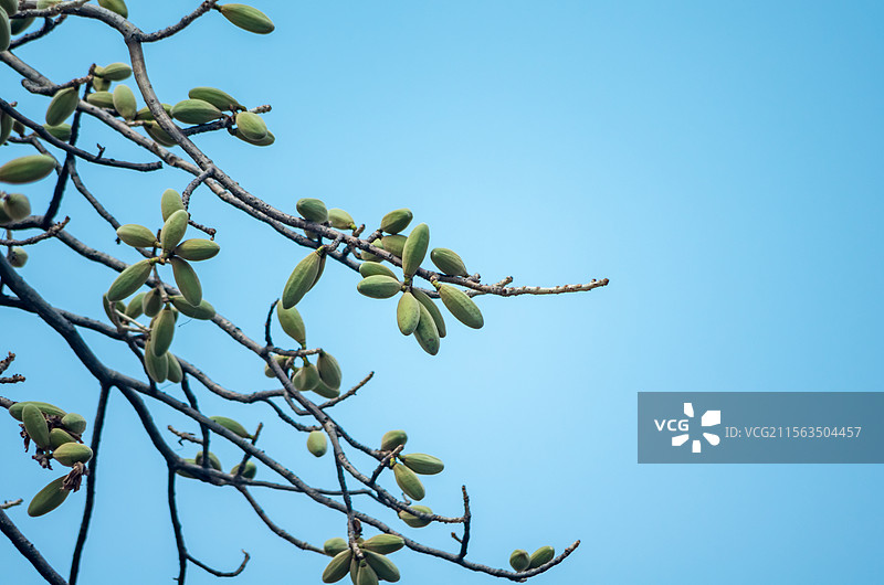 初夏珠三角结果的木棉树图片素材