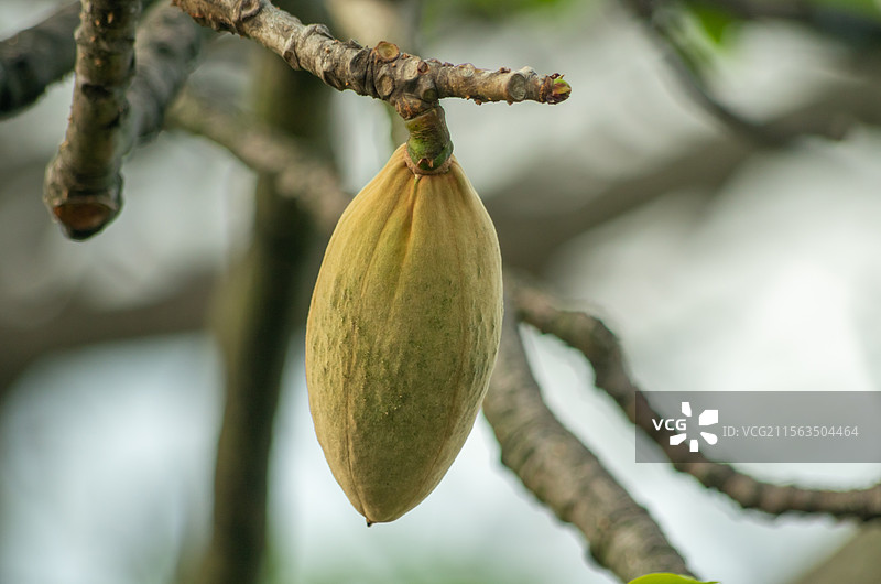 初夏珠三角结果的木棉树图片素材