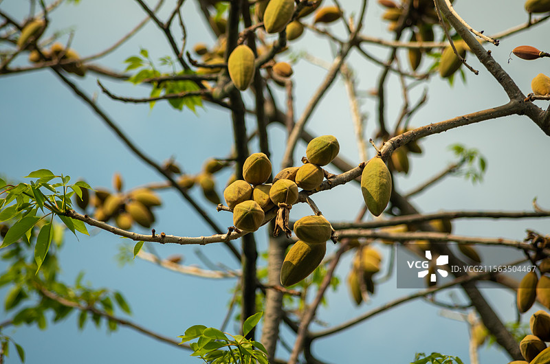初夏珠三角结果的木棉树图片素材
